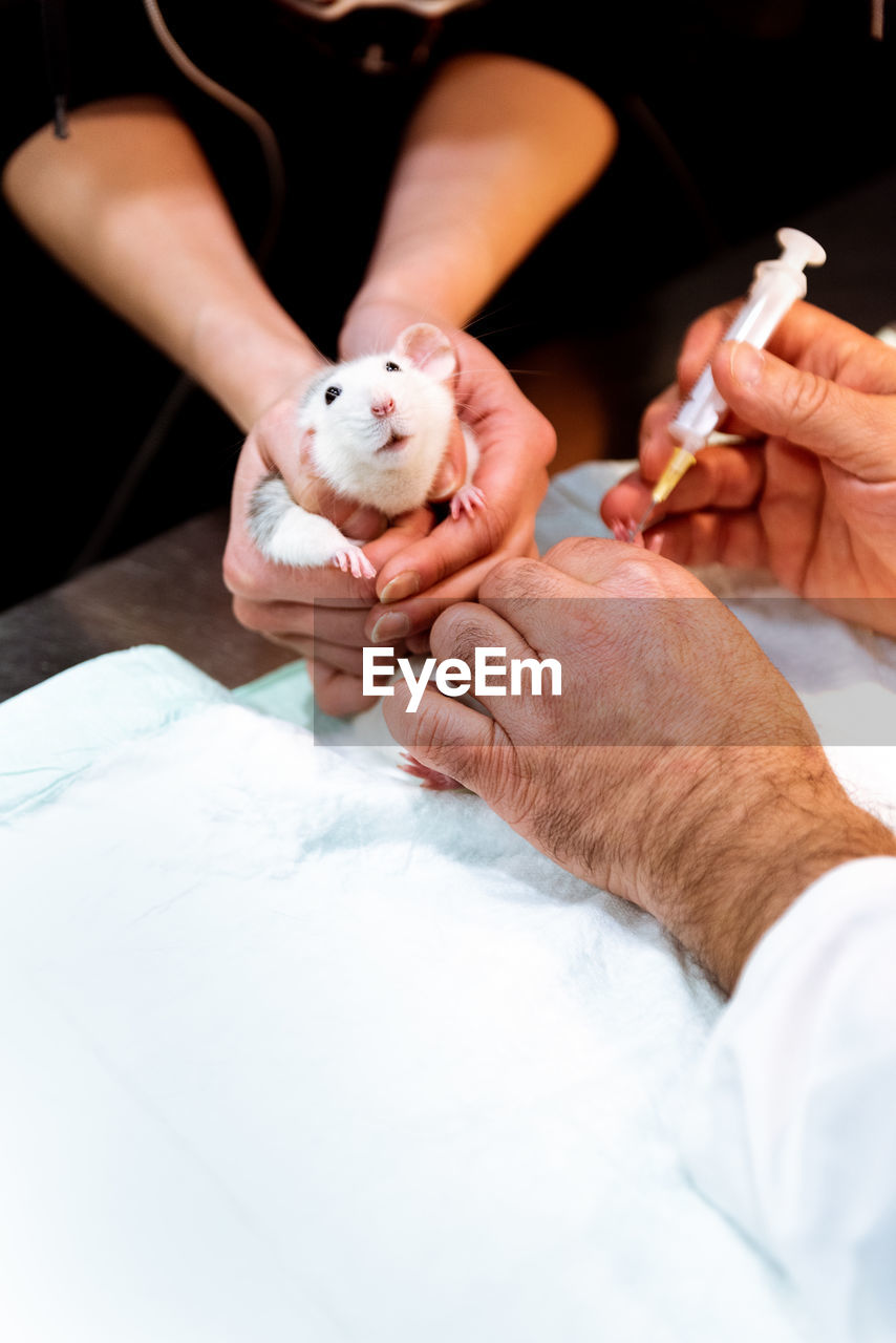 Veterinarian making injection for rat