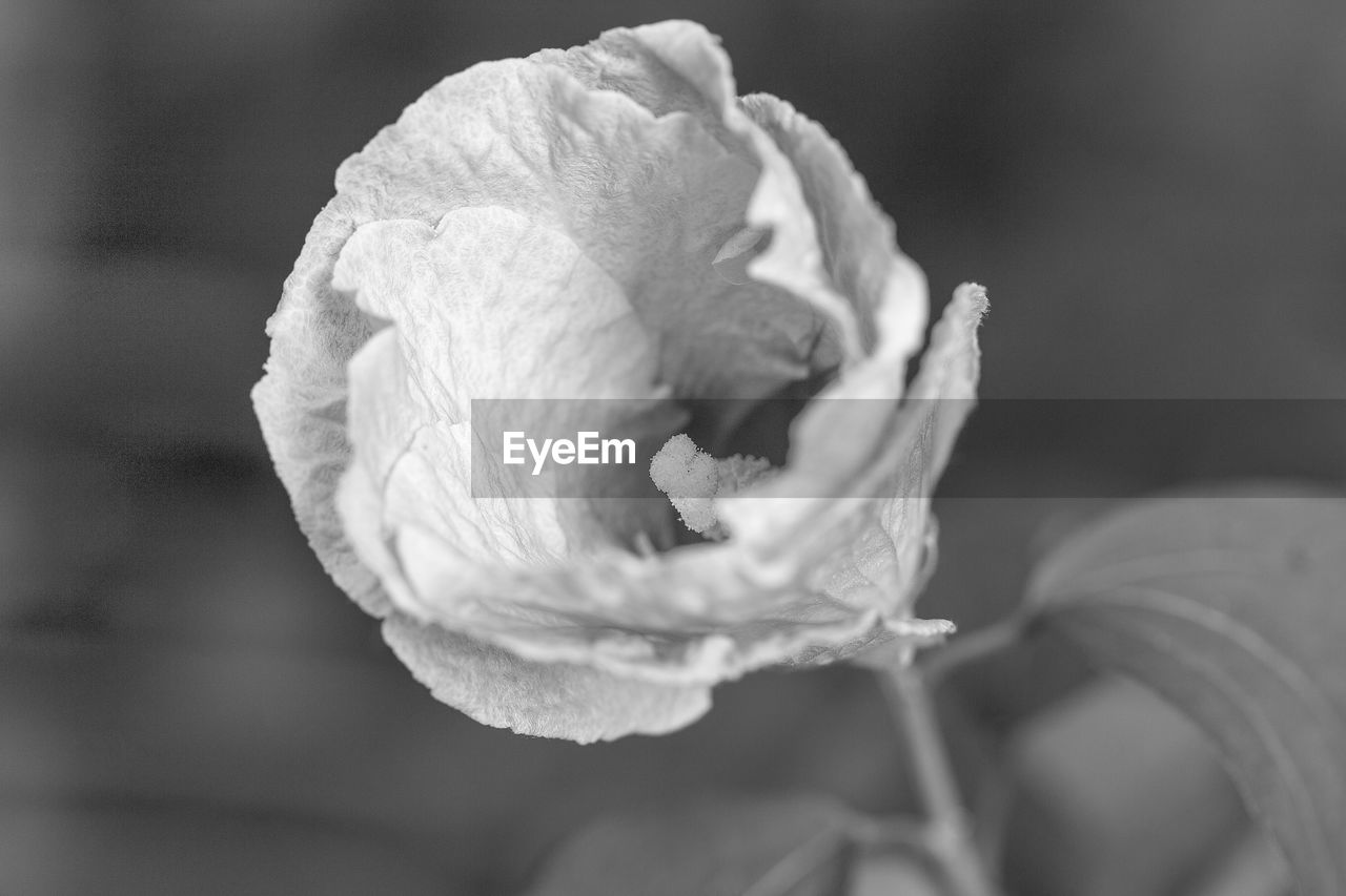 Close-up of rose flower