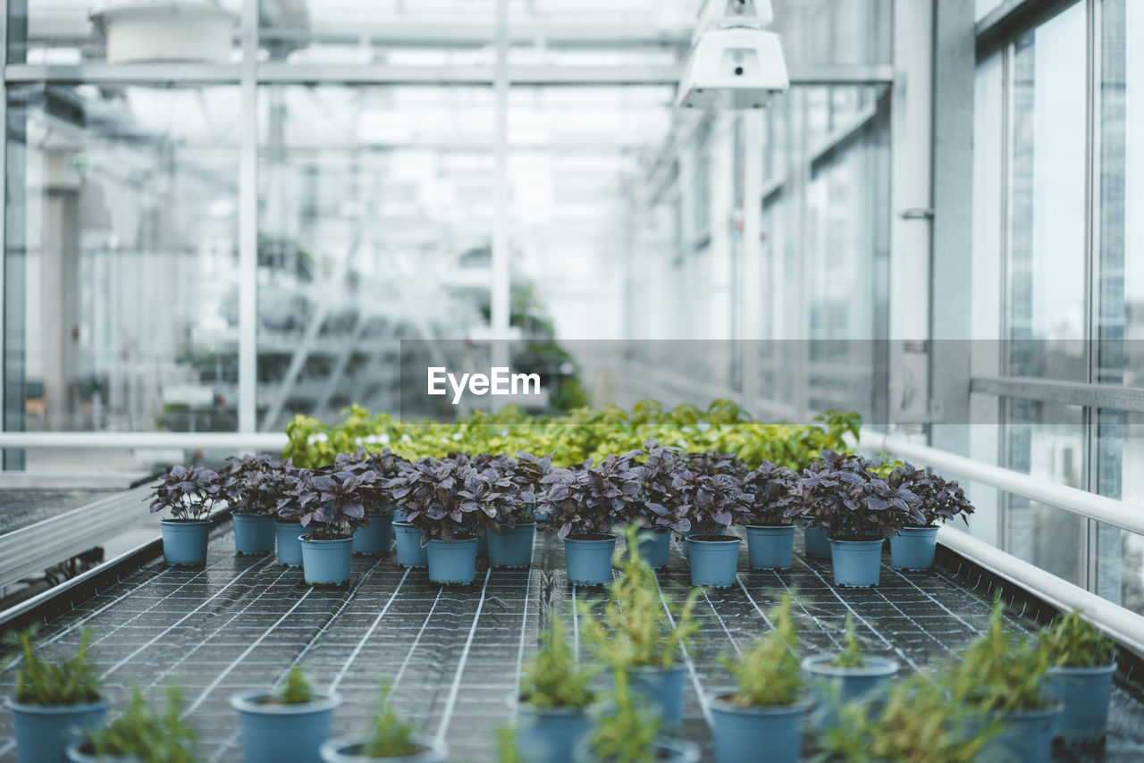 Potted plants arranged in greenhouse laboratory