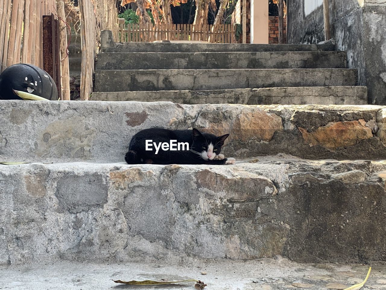 Cat relaxing on stone steps