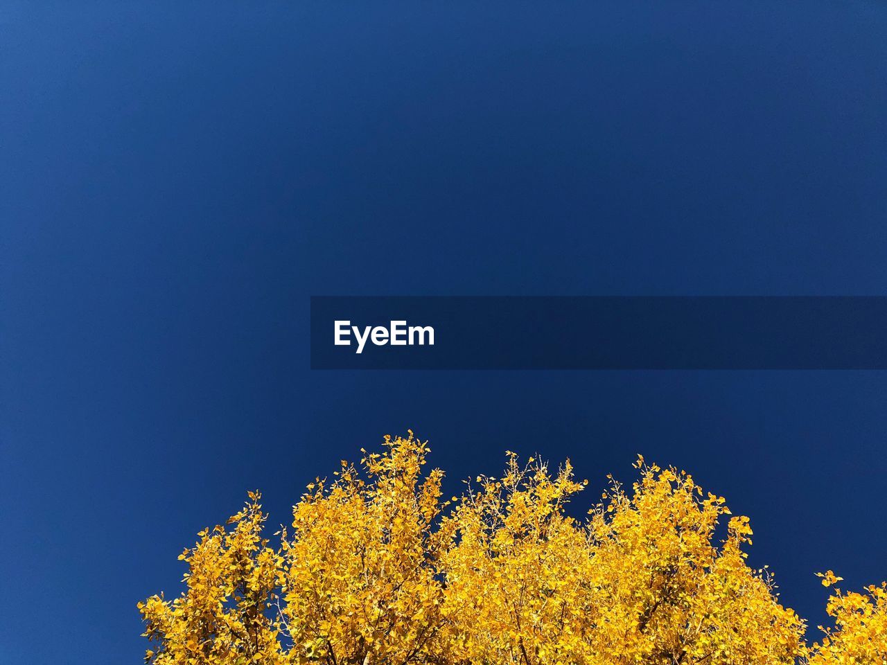 LOW ANGLE VIEW OF YELLOW FLOWER TREE AGAINST CLEAR BLUE SKY