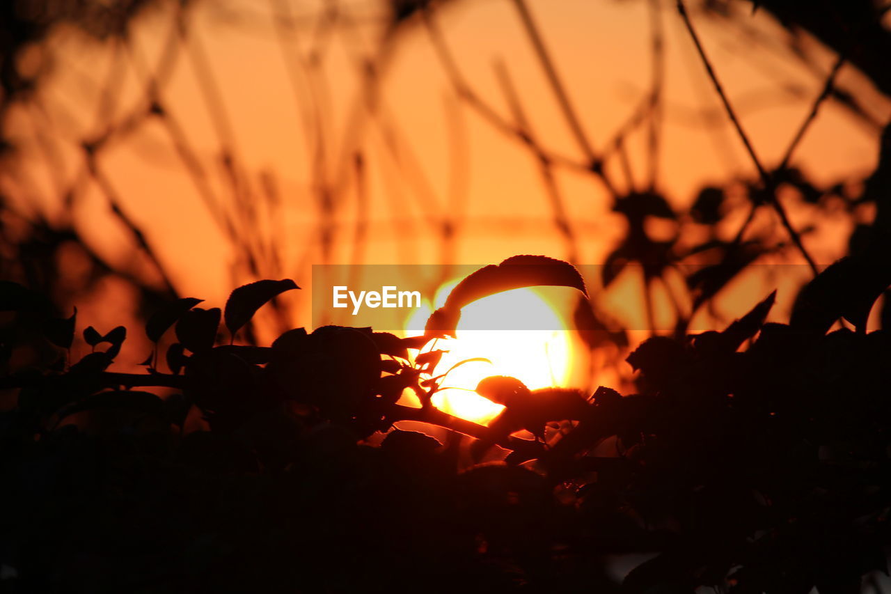 Close-up of silhouette plants during sunset