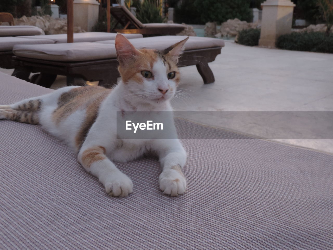 CLOSE-UP OF WHITE CAT SITTING ON FLOOR