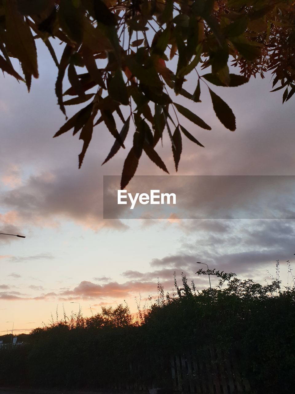 LOW ANGLE VIEW OF SILHOUETTE TREES AGAINST SKY AT SUNSET