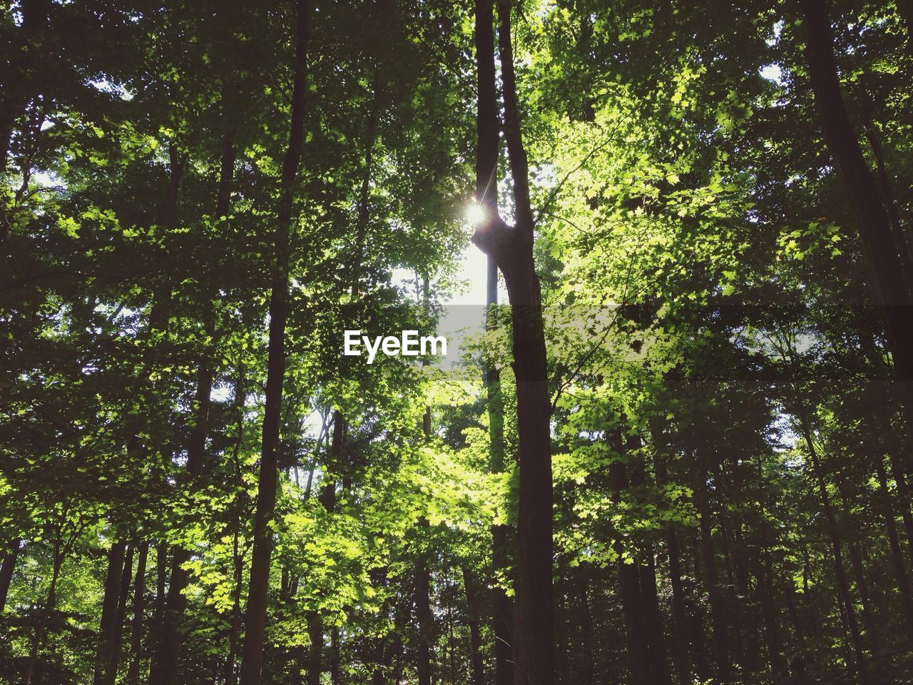 Low angle view of trees in forest