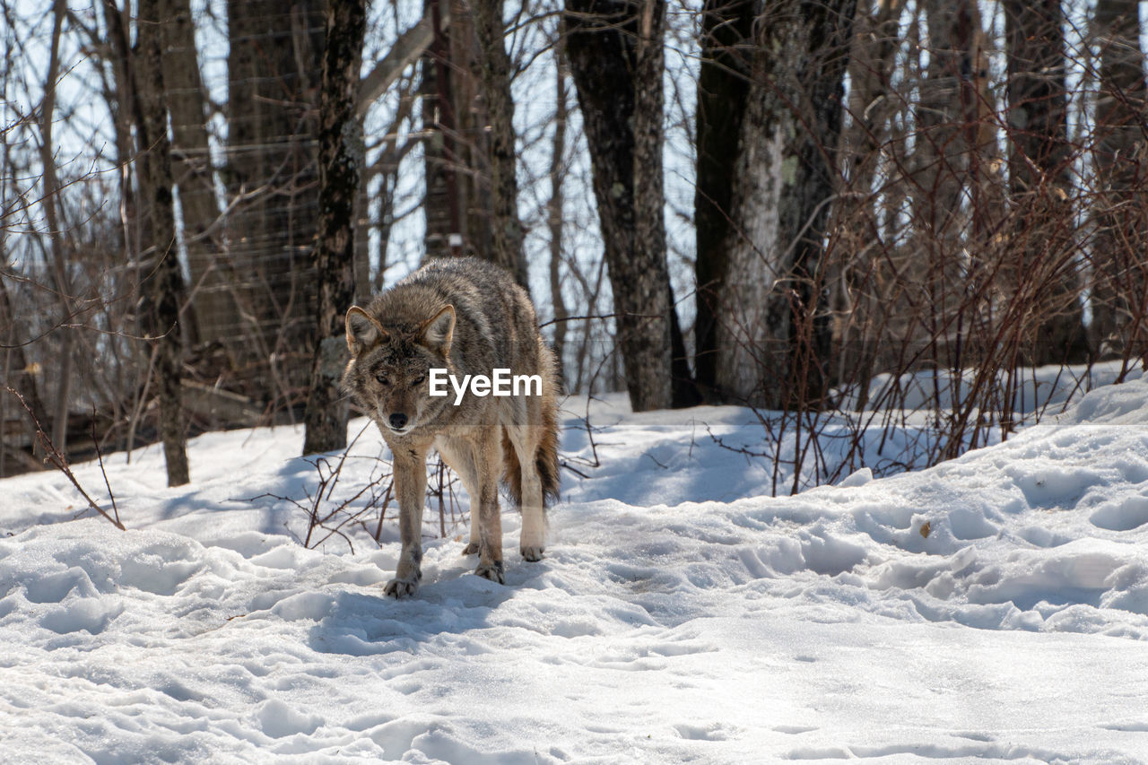 View of coyote in winter