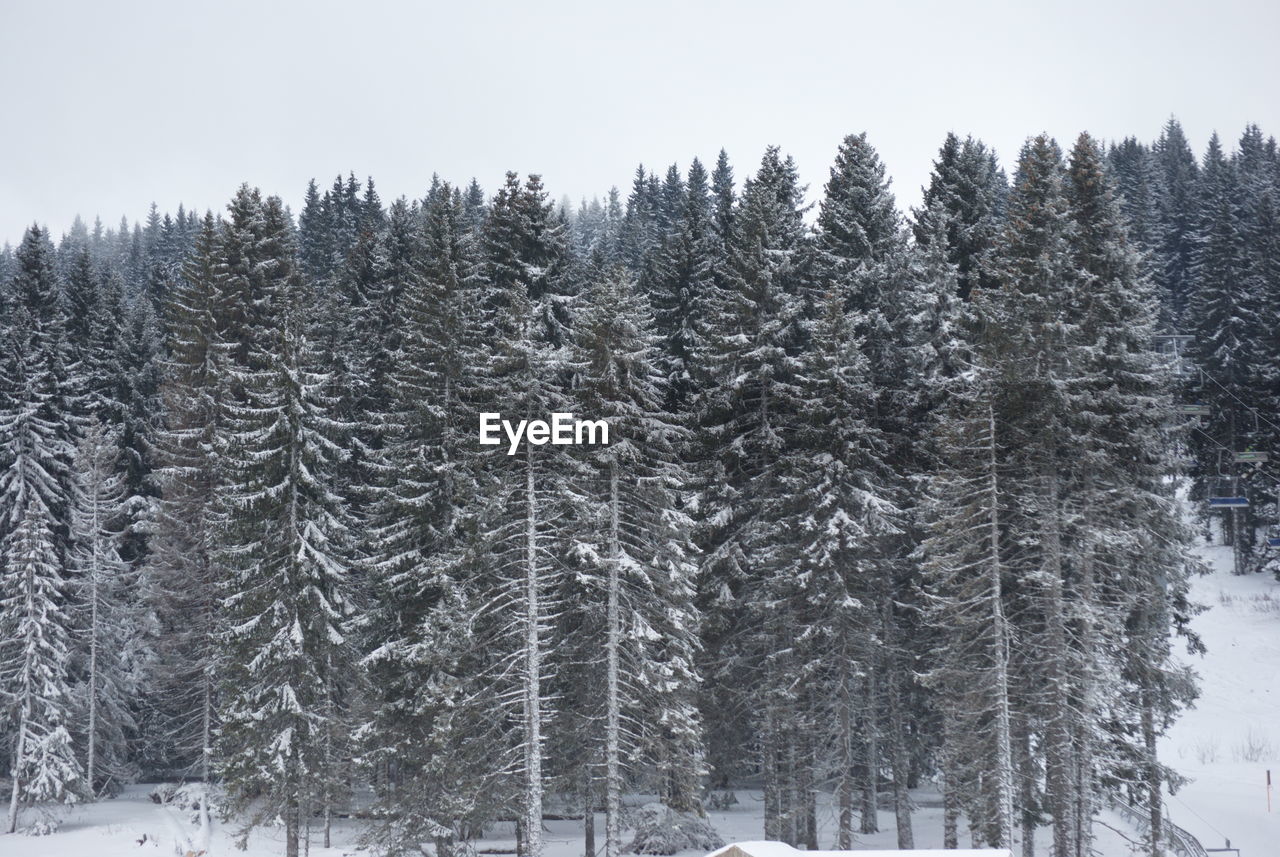 SNOW COVERED PINE TREES AGAINST SKY