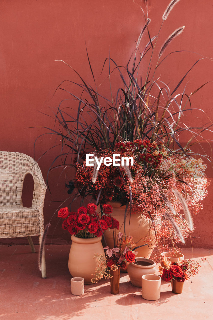 Composition of clay pots with blooming roses gypsophilia flowers and decorative grass at sunlight near red wall and a white chair