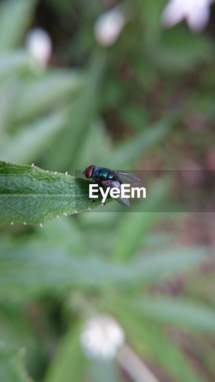 INSECT ON LEAF