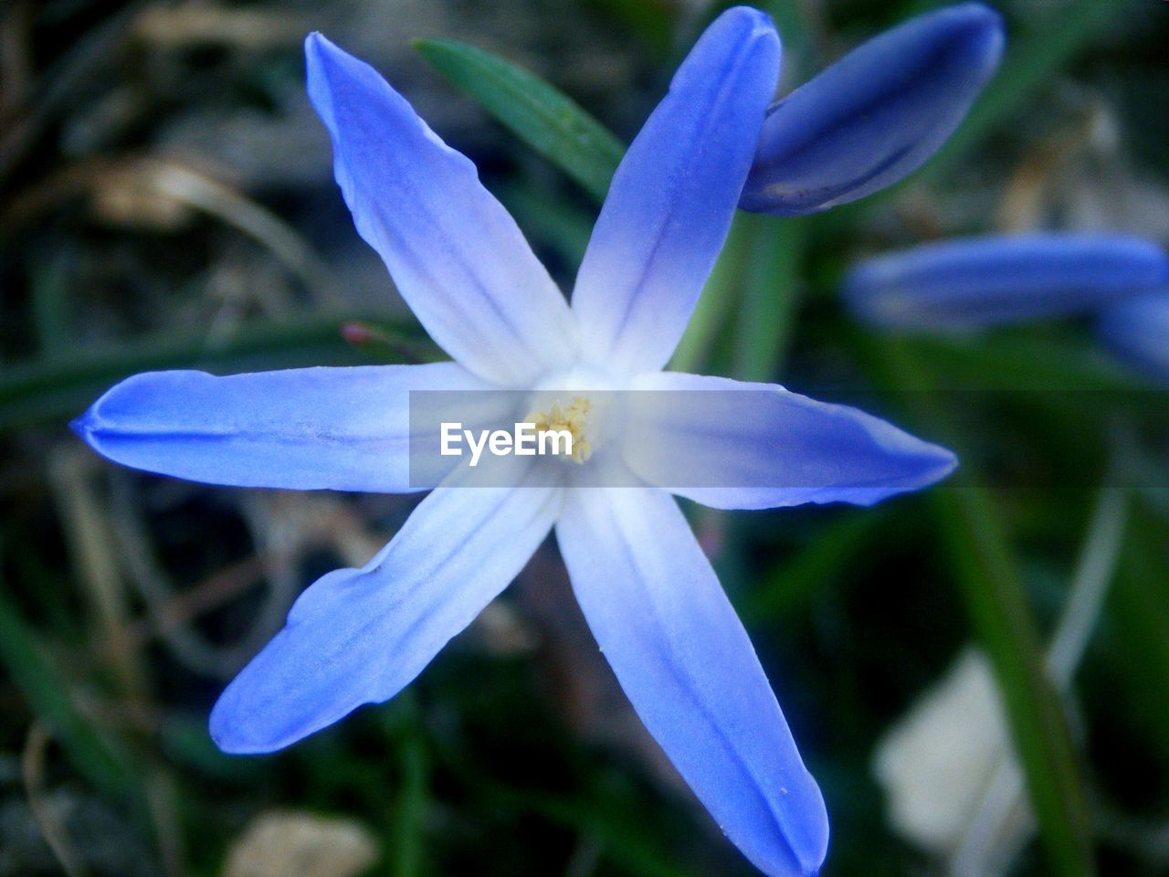 CLOSE-UP OF PURPLE FLOWERS BLOOMING