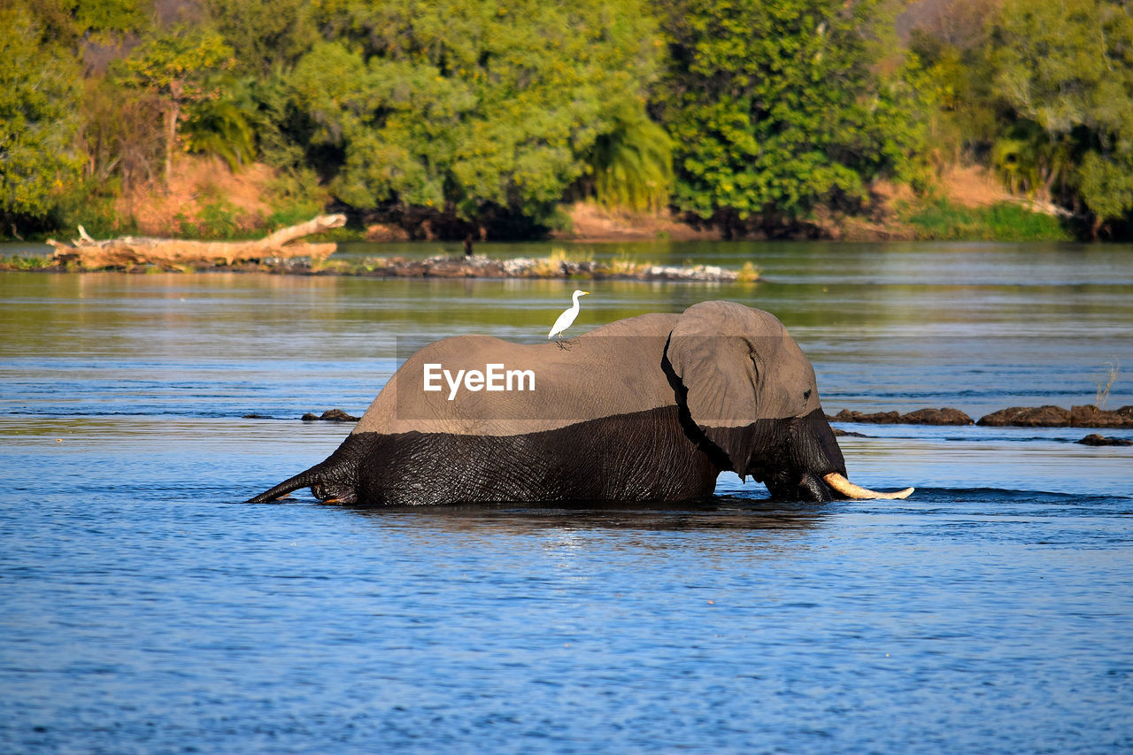 Elephant enjoying in water