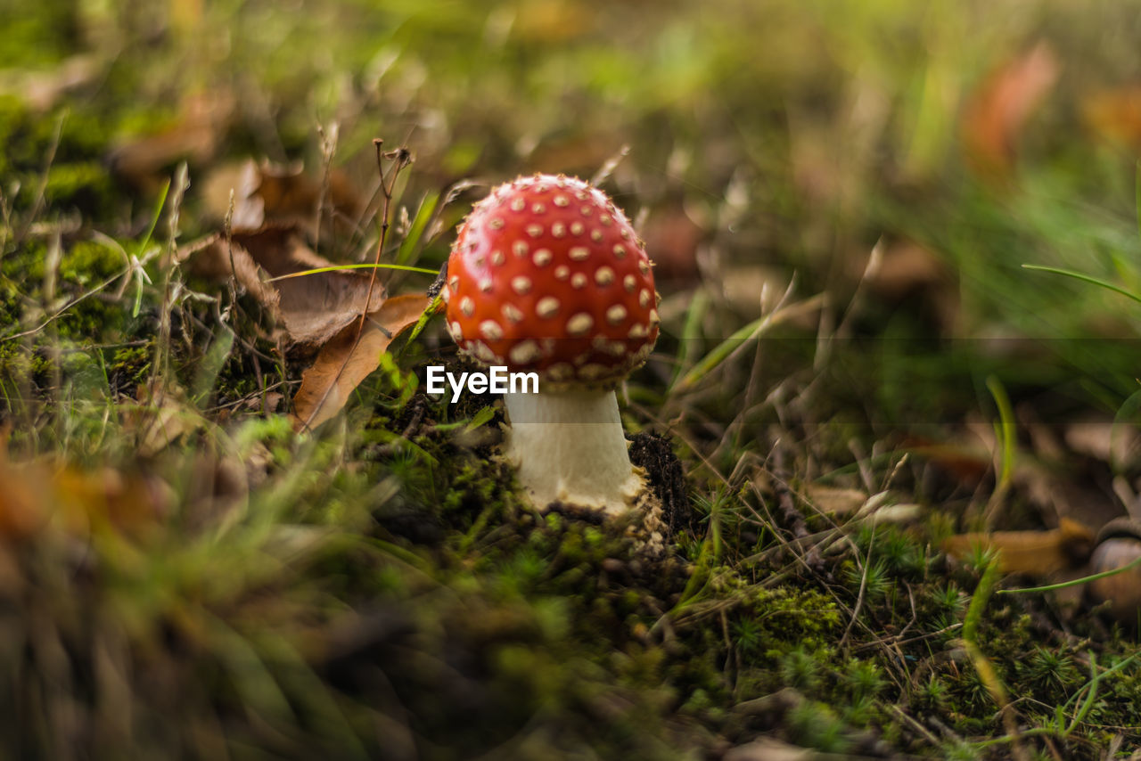 CLOSE-UP OF MUSHROOM ON FIELD