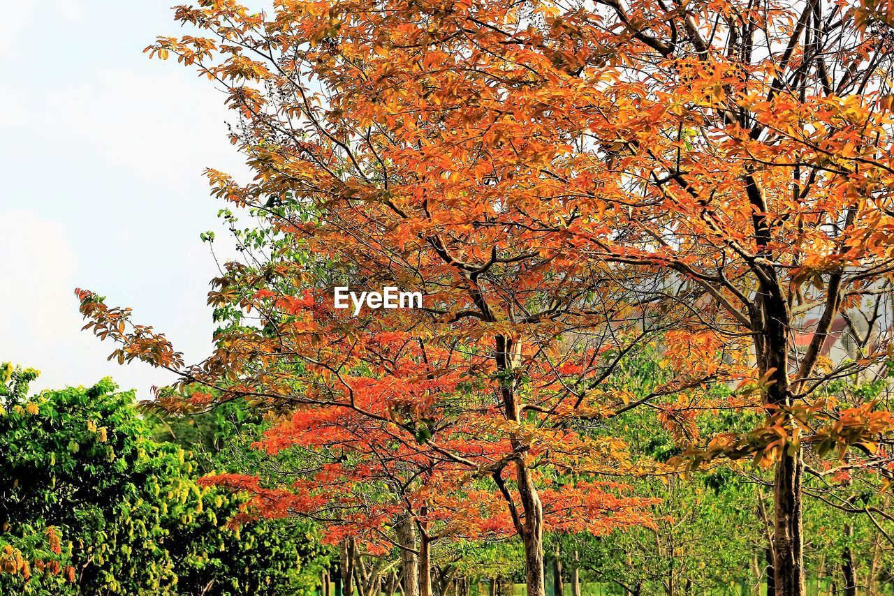 LOW ANGLE VIEW OF TREES AGAINST SKY