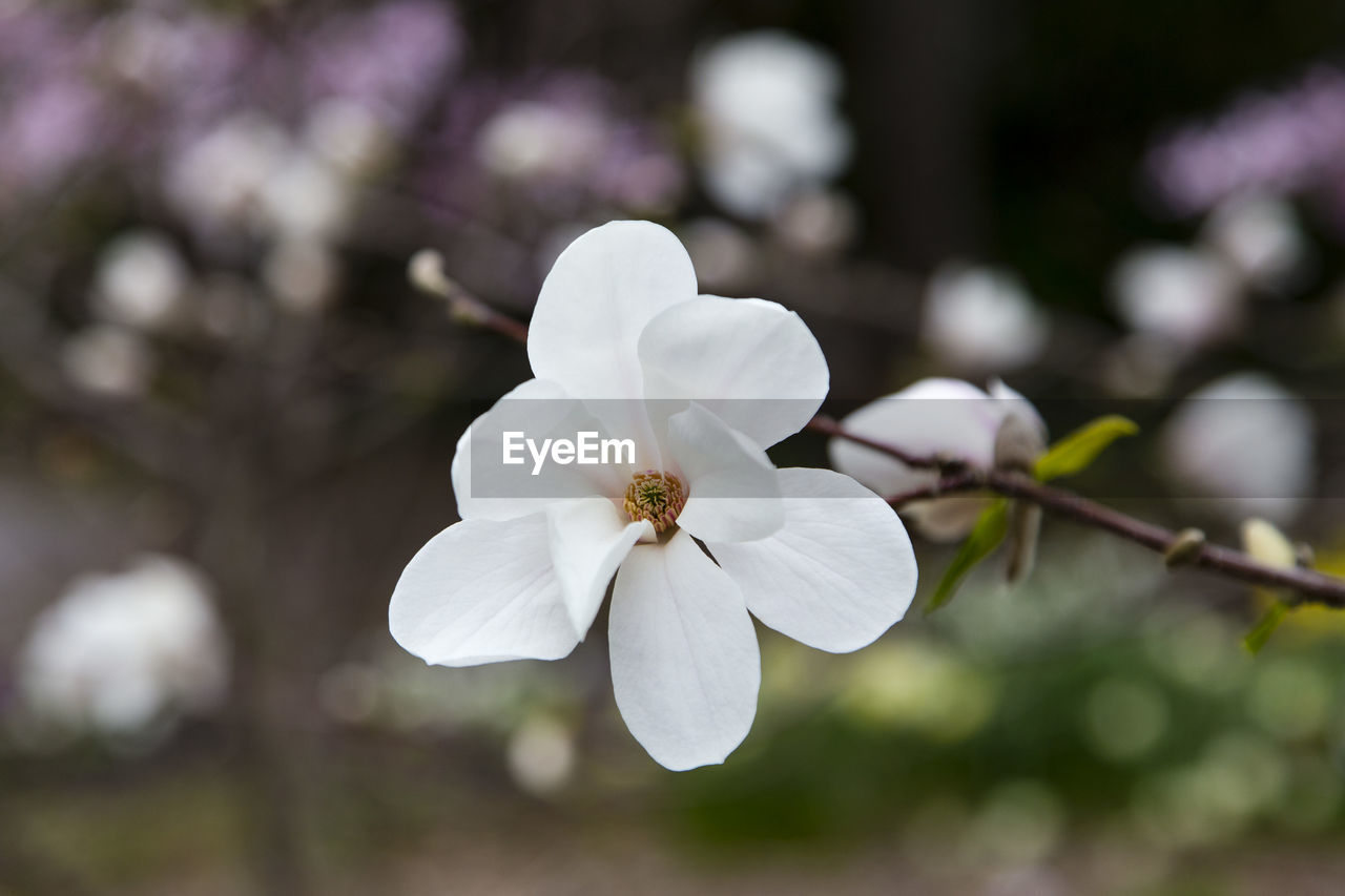 Horizontal closeup of blooming white magnolia flower with soft focus floral background in spring