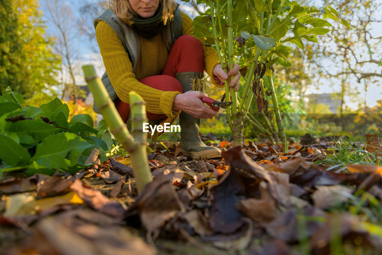 Woman pruning back dahlia plant foliage before digging up the tubers for storage.