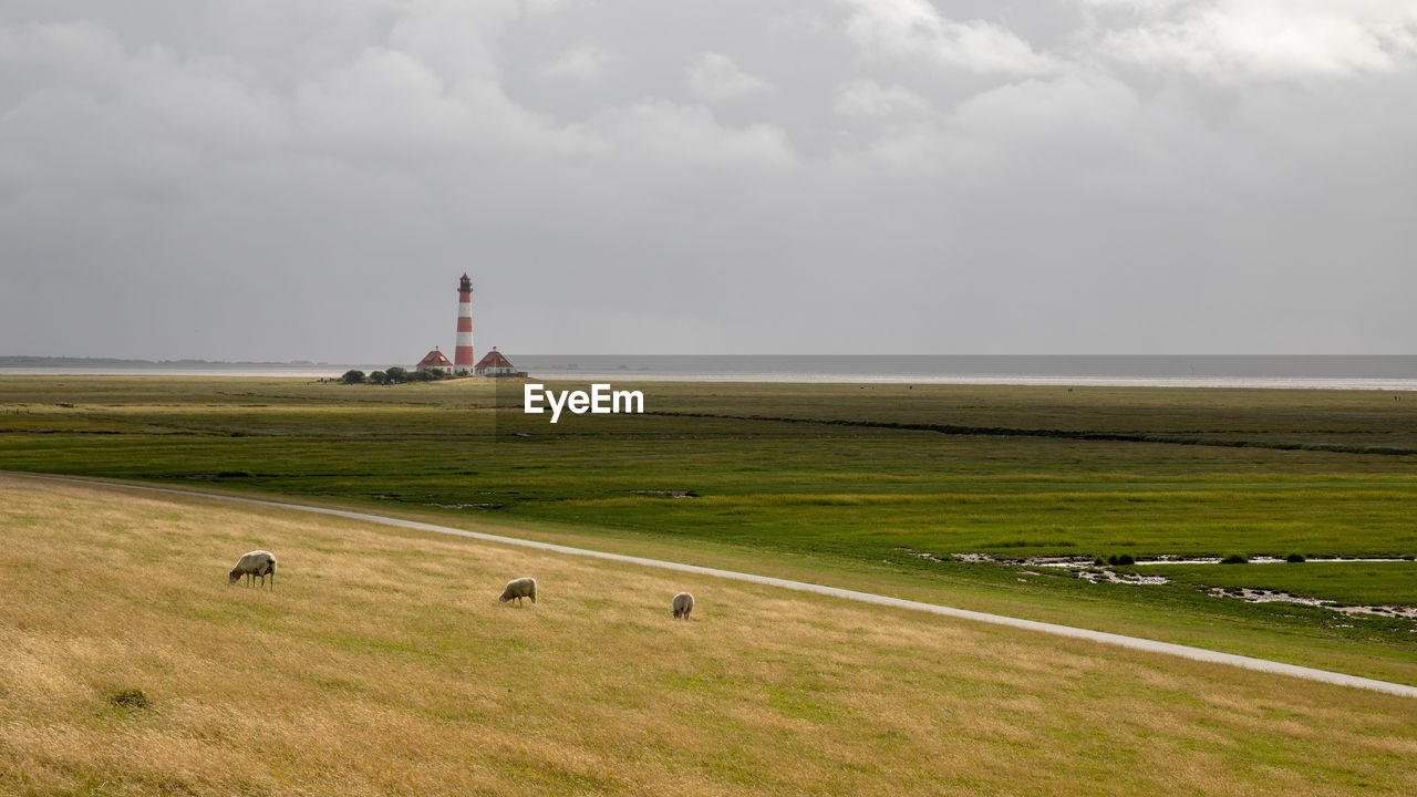 Sheep on the dike in front of the westerheversand lighthouse