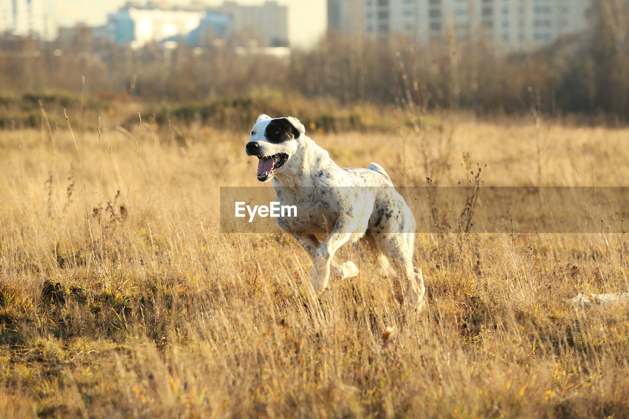 DOG RUNNING IN THE FIELD