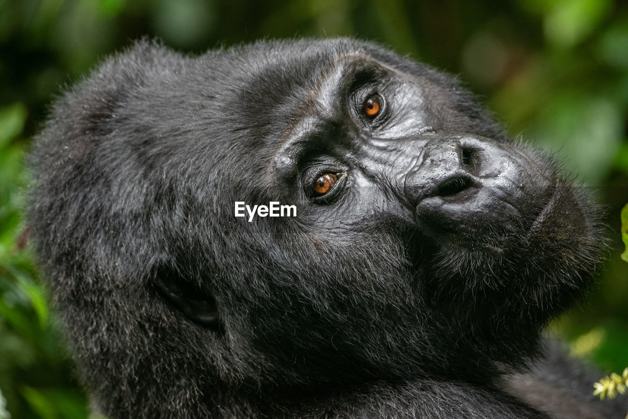 Close-up portrait of gorilla in forest