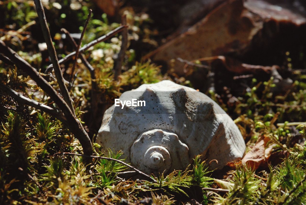 CLOSE-UP OF TURTLE ON GROUND