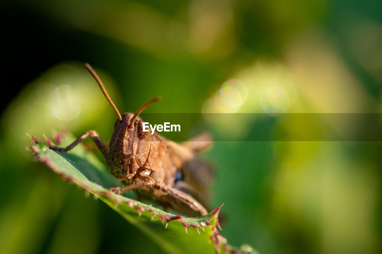 animal themes, animal, animal wildlife, nature, green, wildlife, one animal, insect, macro photography, close-up, leaf, plant, no people, grasshopper, animal body part, selective focus, flower, focus on foreground, macro, outdoors, plant part, day, branch, beauty in nature, tree, environment