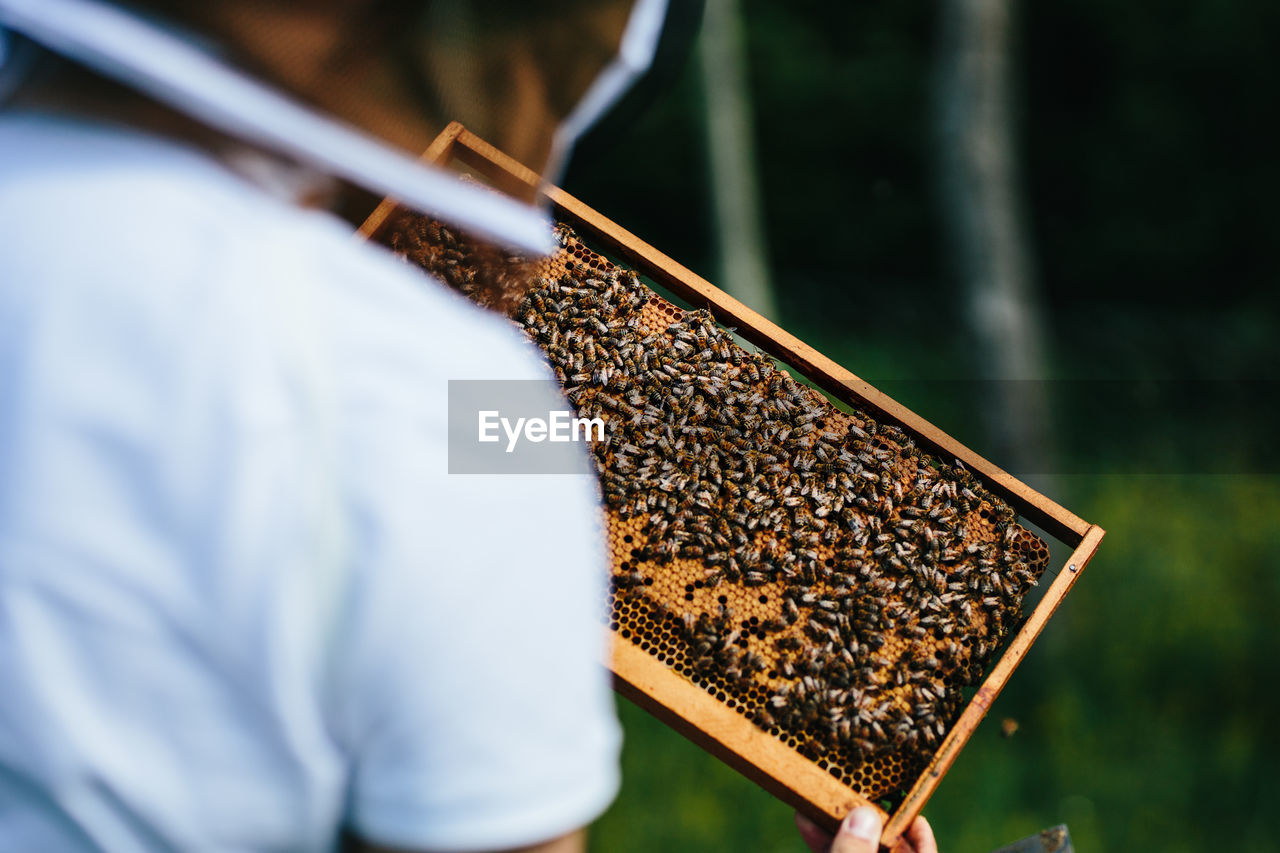 Beekeeper inspects beehive