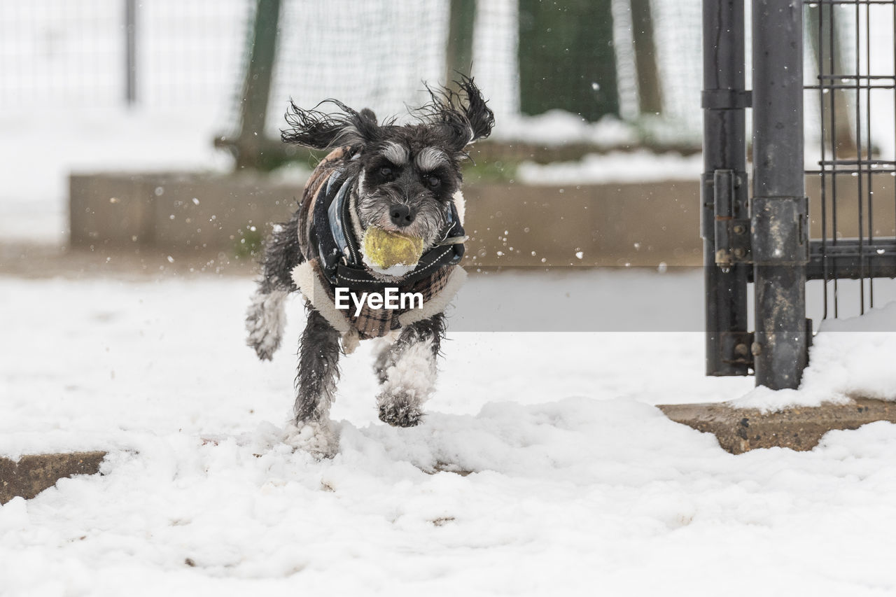 DOG RUNNING ON SNOW COVERED LAND