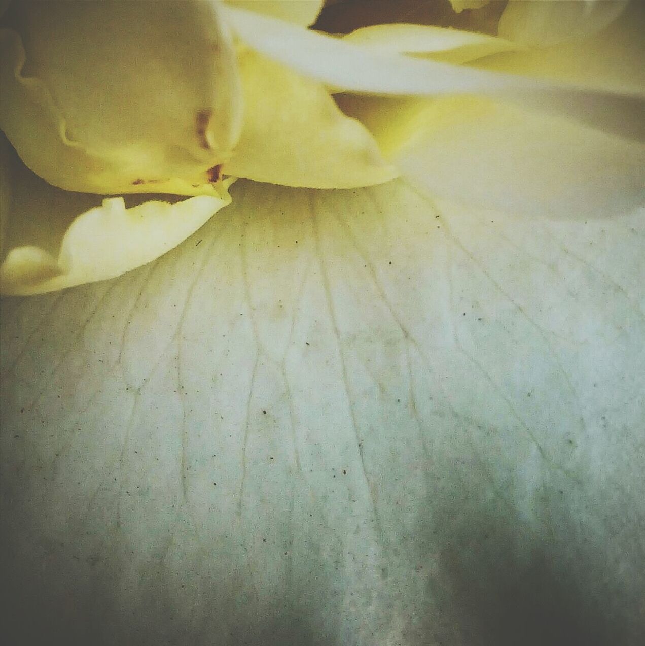 Macro shot of yellow flower petal