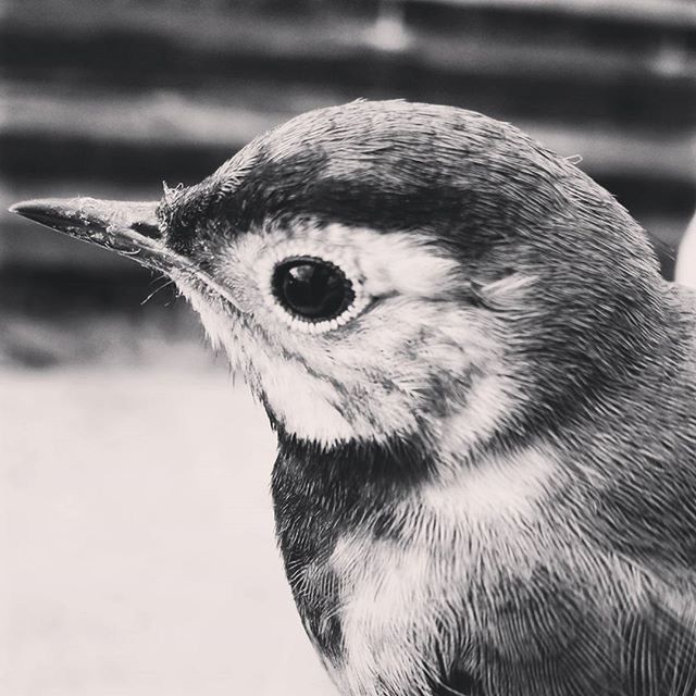 CLOSE-UP OF BIRD LOOKING AWAY