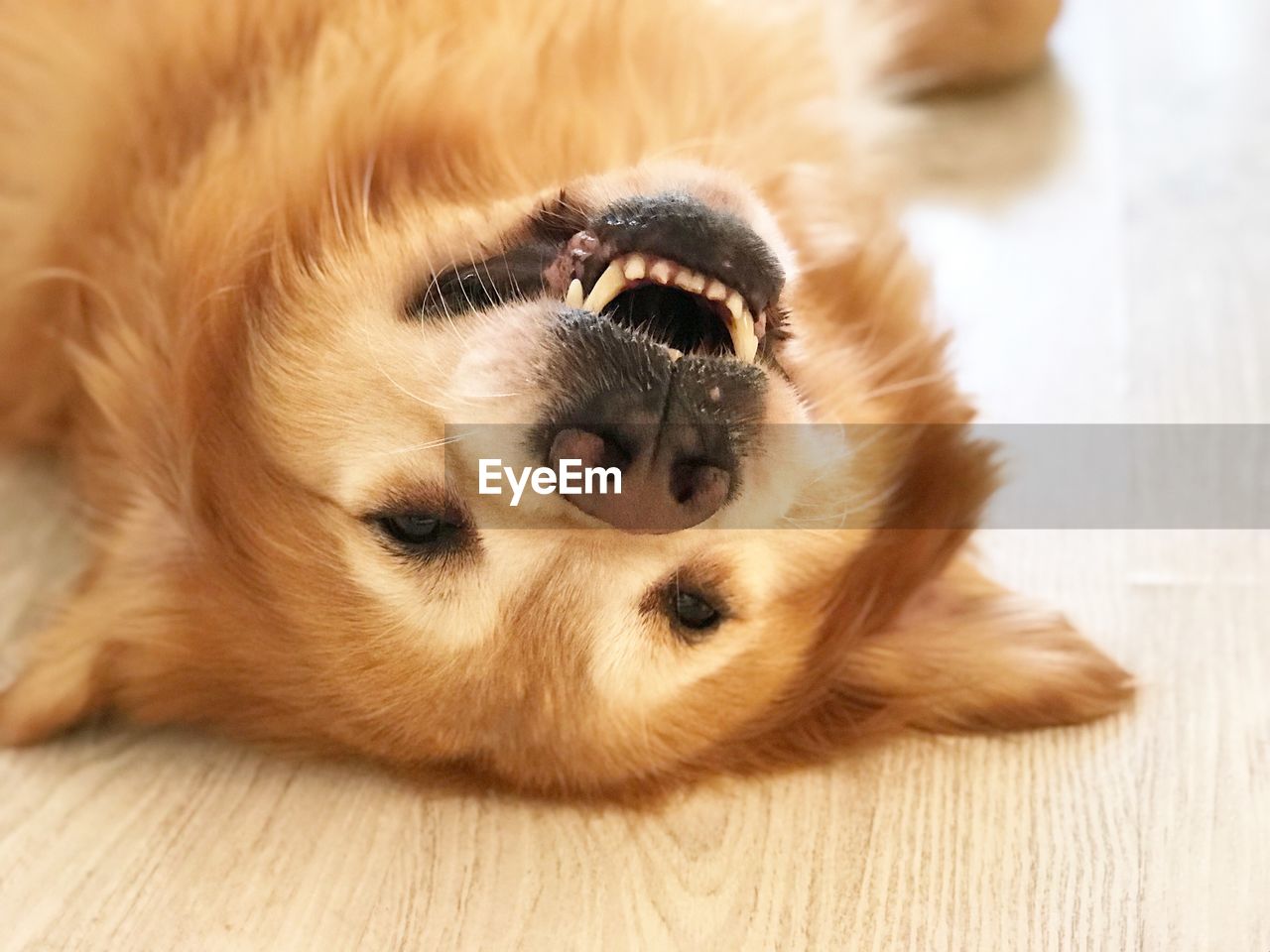 Close-up portrait of dog sleeping on parquet floor
