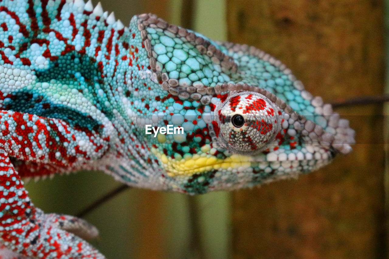 Close-up of chameleon