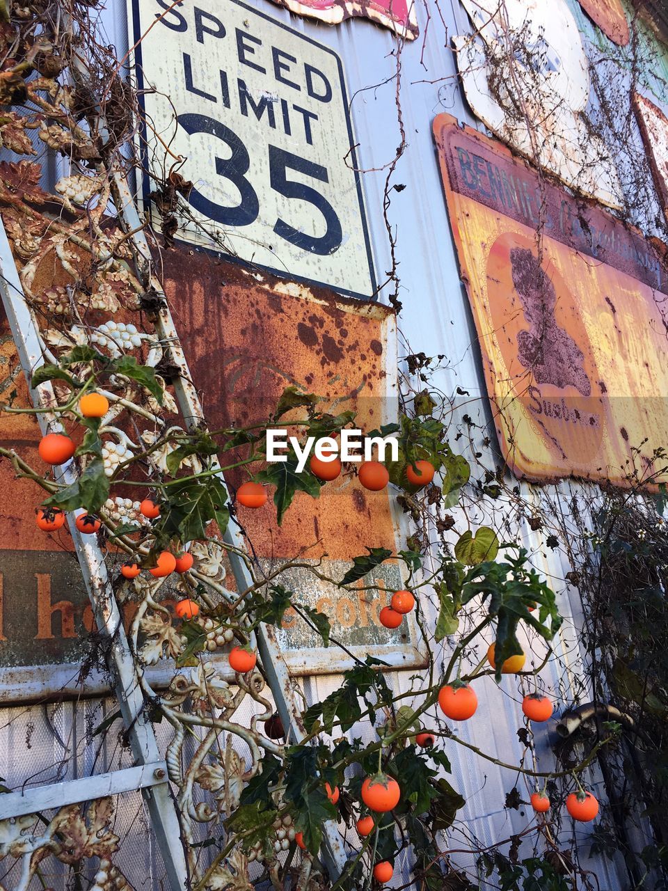 Plants growing by abandoned wall