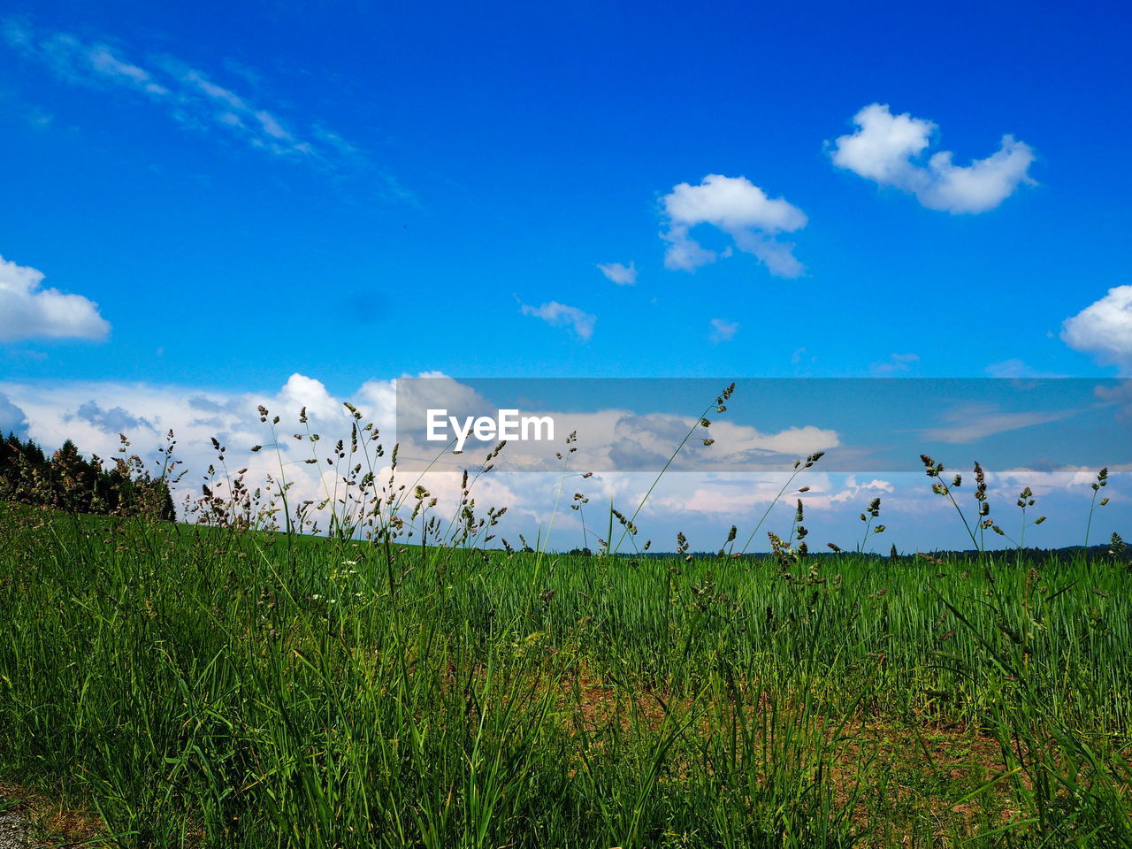 Scenic view of field against blue sky