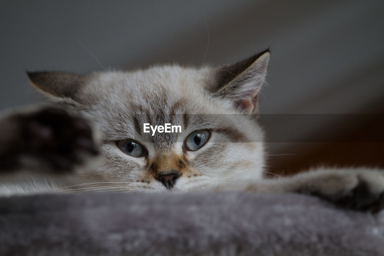 Close-up of gray cat looking at camera