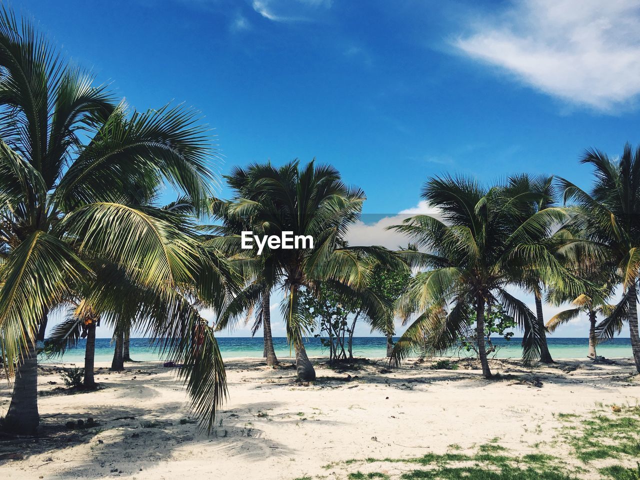 View of palm trees on cayo blanco beach