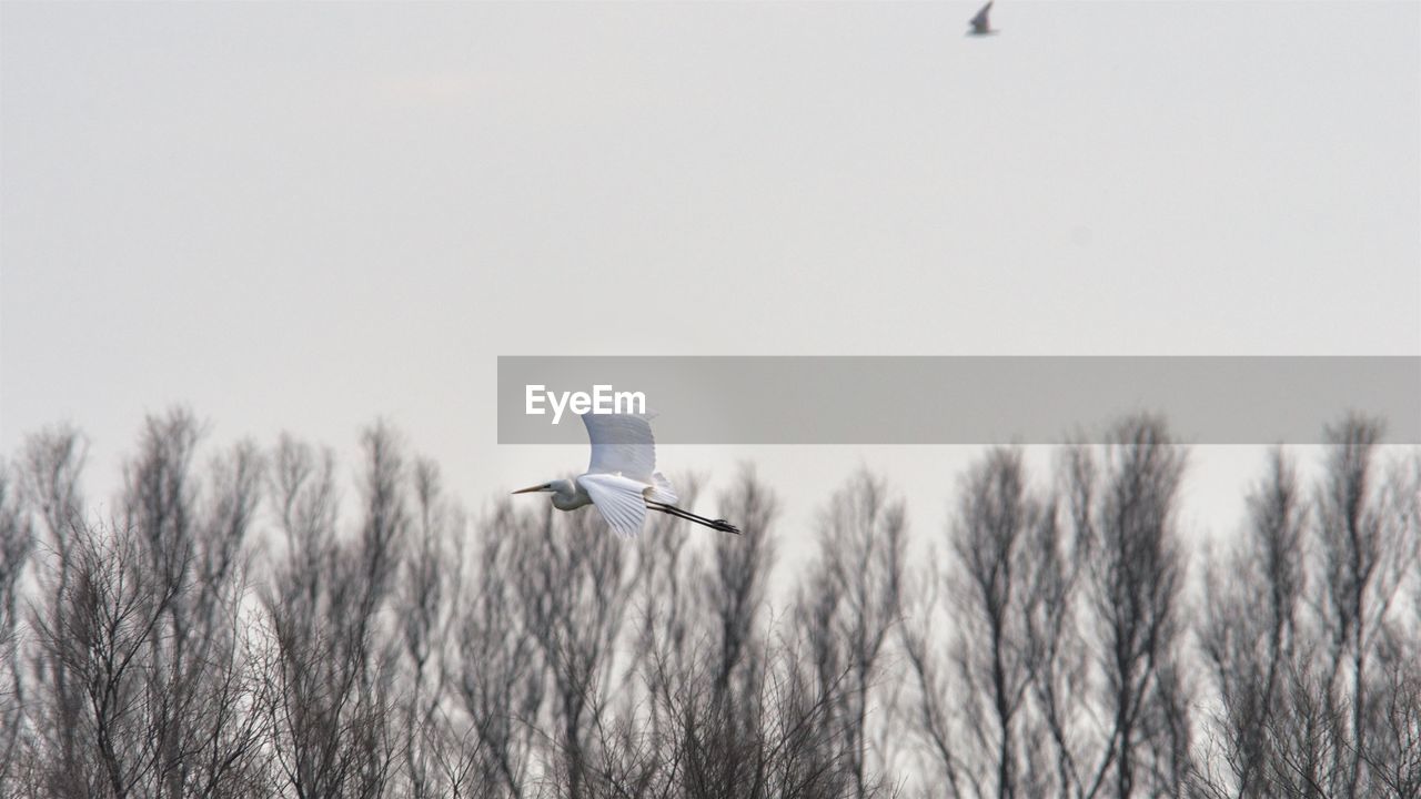 BIRD FLYING IN THE SKY