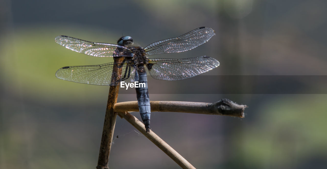 dragonflies and damseflies, dragonfly, animal themes, animal, insect, animal wildlife, animal wing, close-up, macro photography, wildlife, focus on foreground, one animal, nature, no people, wing, outdoors, macro, beauty in nature, plant, animal body part, day