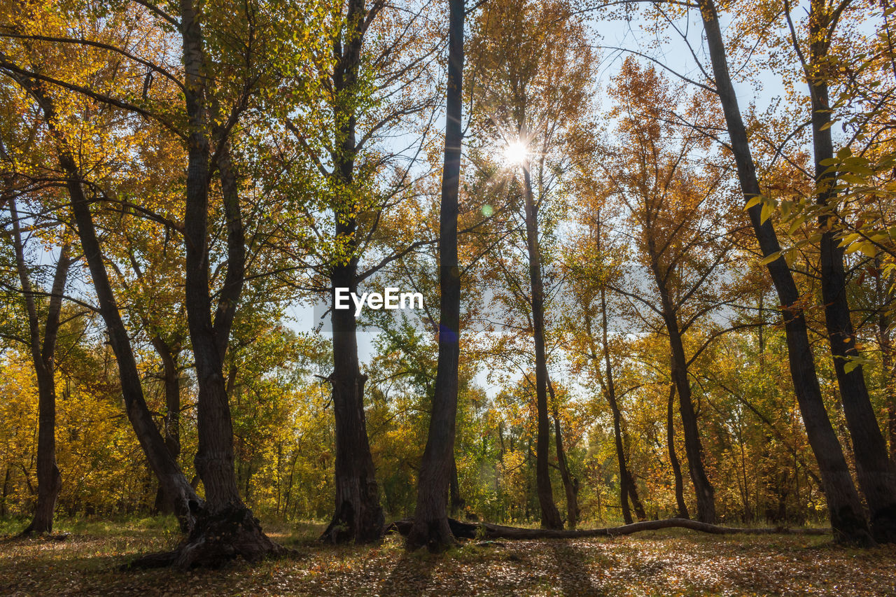 SUNLIGHT STREAMING THROUGH TREES DURING AUTUMN