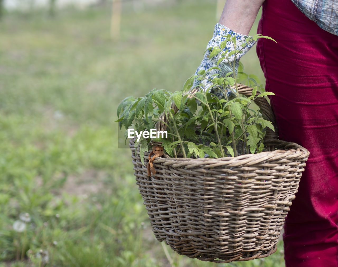 Caucasian woman in red trousers, a plaid shirt and gloves holds basket with tomato seedlings in hand