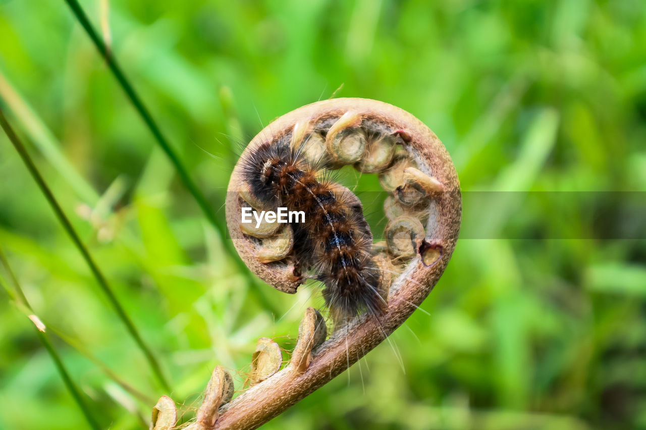 Close-up of insect on plant