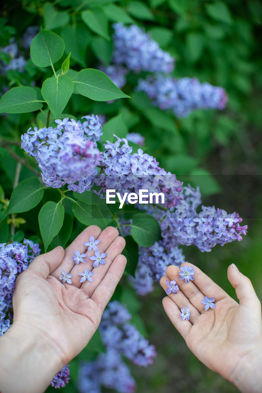 Close-up of hand holding purple flowering plant