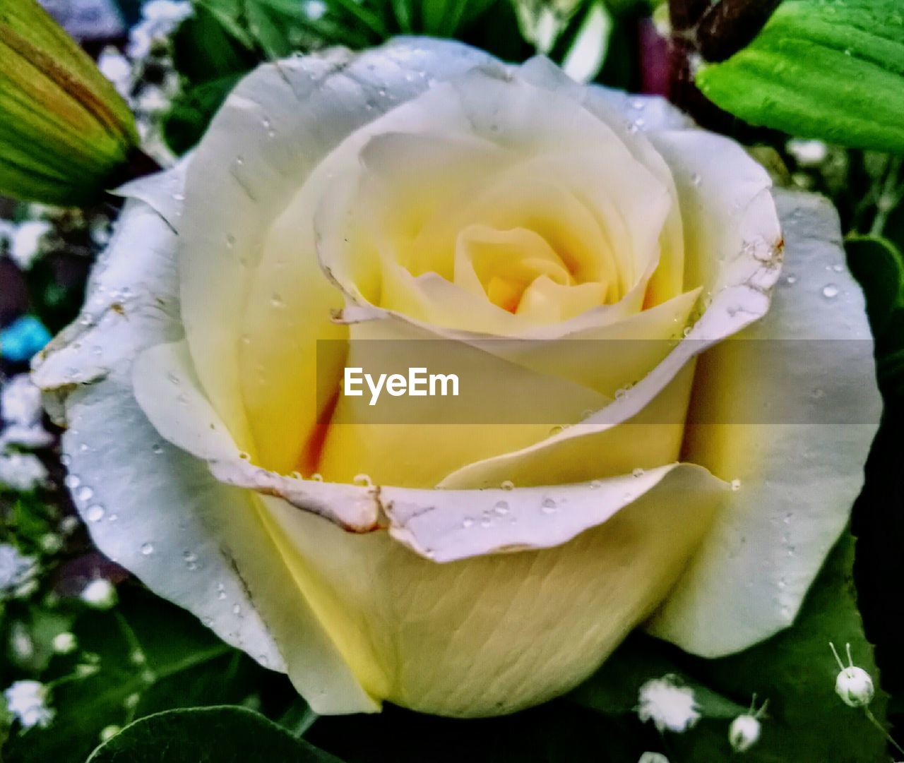 CLOSE-UP OF WHITE FLOWER