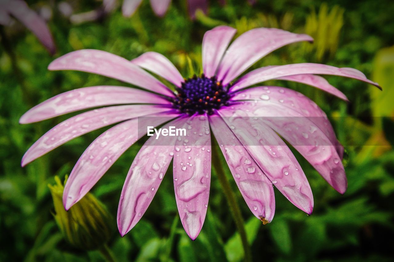 CLOSE-UP OF WET PURPLE WATER DROPS ON PLANT