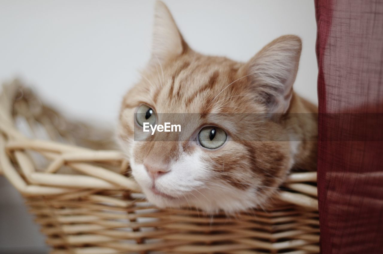 CLOSE-UP PORTRAIT OF A CAT IN BASKET