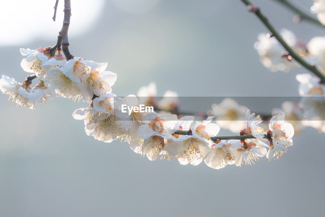 LOW ANGLE VIEW OF CHERRY BLOSSOMS ON TREE