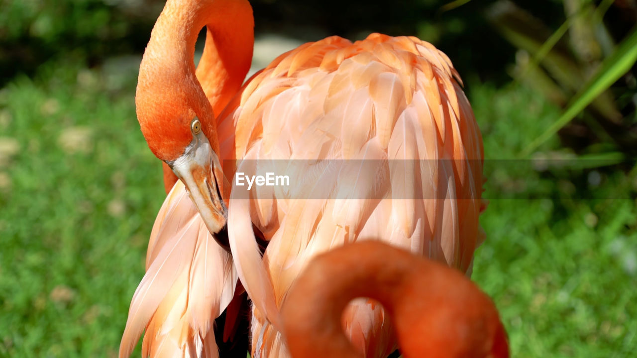 CLOSE-UP OF A BIRD