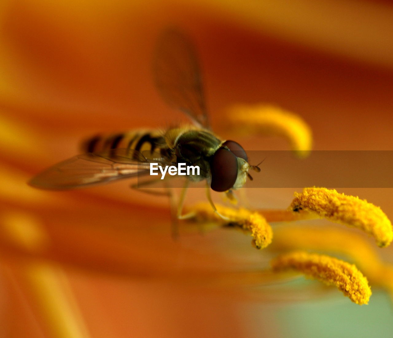 Close-up of bee on stamen