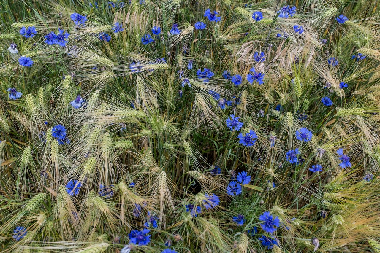 High angle view of barley crops with blue cornflowers in field