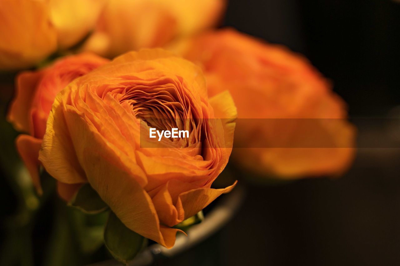yellow, flower, plant, flowering plant, freshness, beauty in nature, orange color, close-up, macro photography, nature, petal, flower head, no people, focus on foreground, fragility, inflorescence, rose, growth, food, outdoors, food and drink