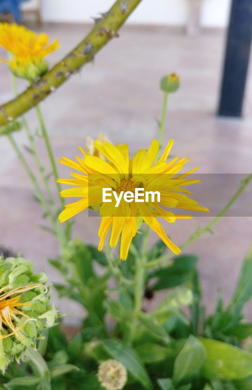 CLOSE-UP OF YELLOW FLOWERING PLANTS