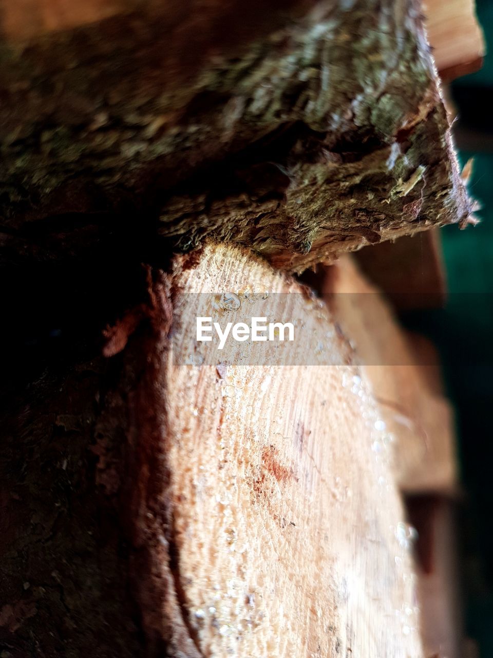 CLOSE-UP OF TREE TRUNK